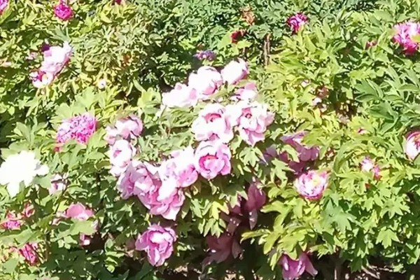 牡丹花的叶片外观，形状因品种而异