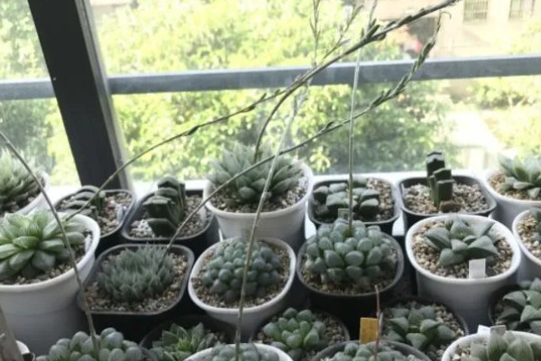 夏天多肉掉叶子如何处理，视情况采取针对性举措