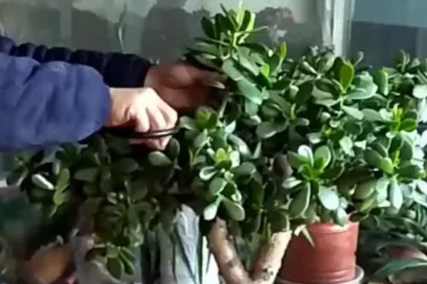 玉树怎么养殖，平时可以接受全日照