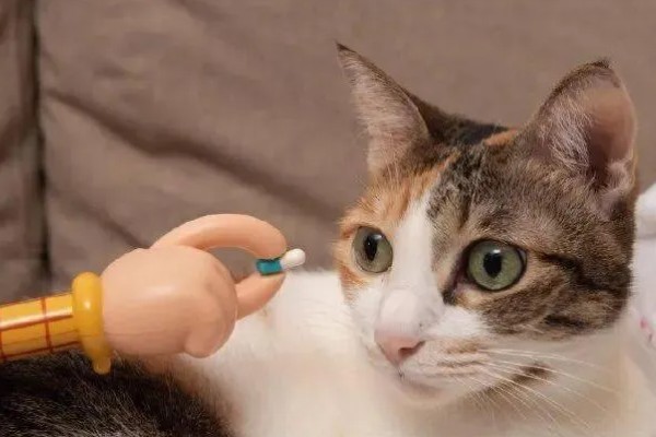 猫胰腺炎恢复后的注意事项,要防止给猫咪食用高脂食物