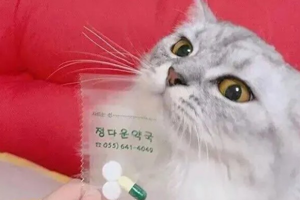 猫胰腺炎恢复后的注意事项,要防止给猫咪食用高脂食物