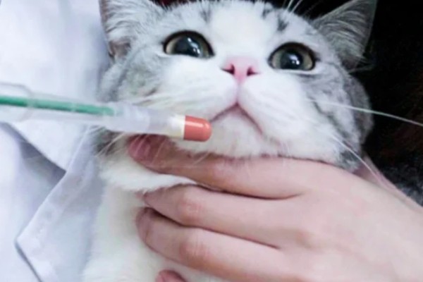 猫胰腺炎恢复后的注意事项,要防止给猫咪食用高脂食物