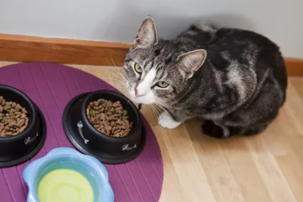 猫胰腺炎恢复后的注意事项,要防止给猫咪食用高脂食物