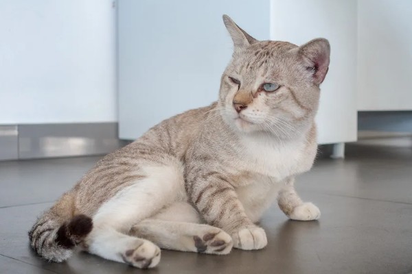 猫胰腺炎恢复后的注意事项,要防止给猫咪食用高脂食物