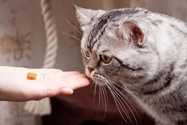 猫胰腺炎恢复后的注意事项,要防止给猫咪食用高脂食物