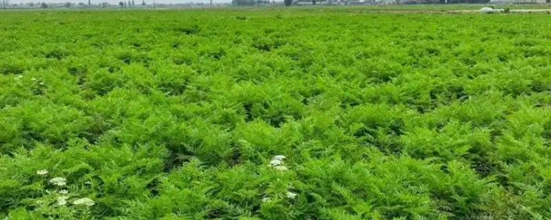 川芎亩产多少斤，可以产干品五百至六百斤左右