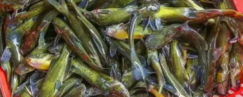 养殖黄骨鱼的条件，池塘的水深要超过2米