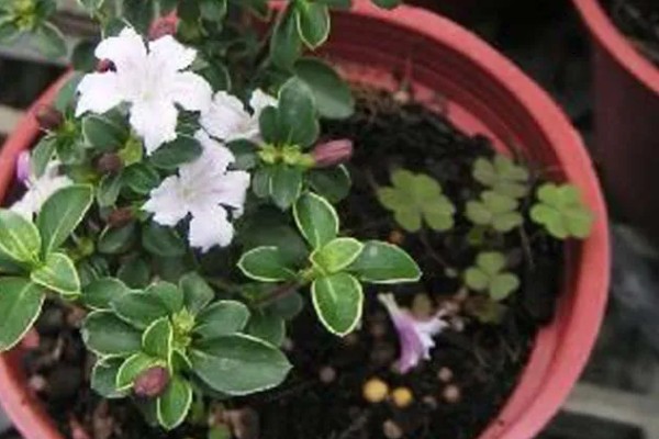 金边六月雪怎么管理,生长季节追施2-3次肥液