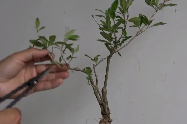 金边六月雪怎么管理,生长季节追施2-3次肥液