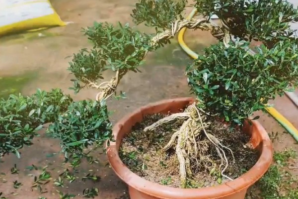 金边六月雪怎么管理,生长季节追施2-3次肥液