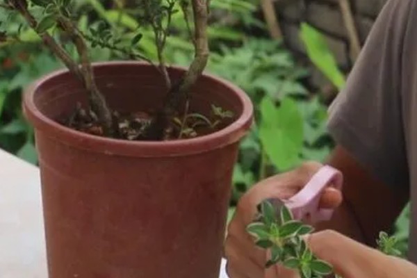 金边六月雪怎么管理,生长季节追施2-3次肥液