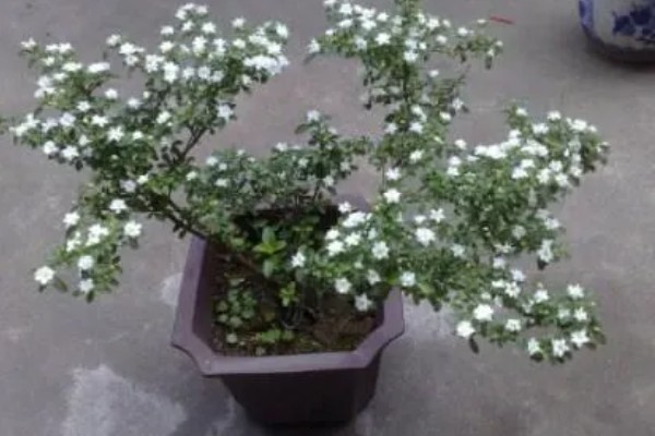 金边六月雪怎么管理,生长季节追施2-3次肥液