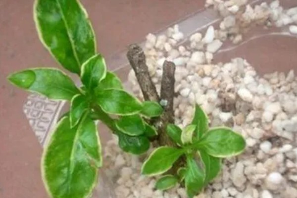 金边六月雪怎么管理,生长季节追施2-3次肥液