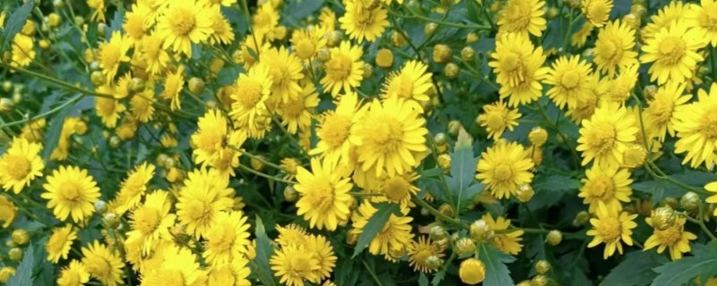 野菊花花语代表的意思，寓意孤傲、顽强、坚定等