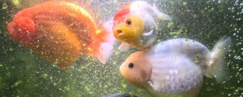 兰寿金鱼可以吃哪些蔬菜，喜欢吃白菜、菠菜、芹菜等