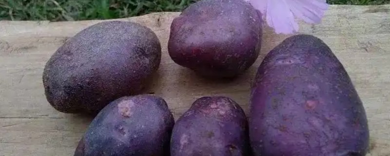 紫土豆是不是转基因，紫土豆并不是转基因
