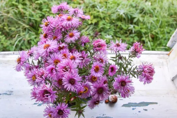 紫菀花的花语，寓意健康、长寿安康等