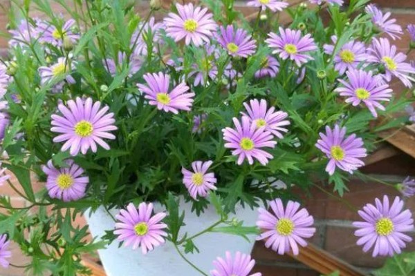 紫菀花的花语，寓意健康、长寿安康等