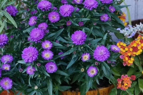 紫菀花的花语，寓意健康、长寿安康等