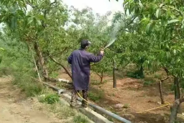 三华李怎么种植，遵循薄施勤施的原则