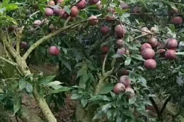 三华李怎么种植，遵循薄施勤施的原则