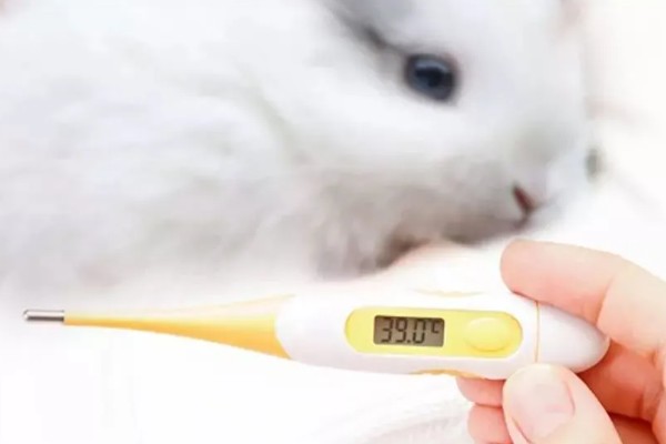 兔子发烧有什么症状，体温达到40℃以上