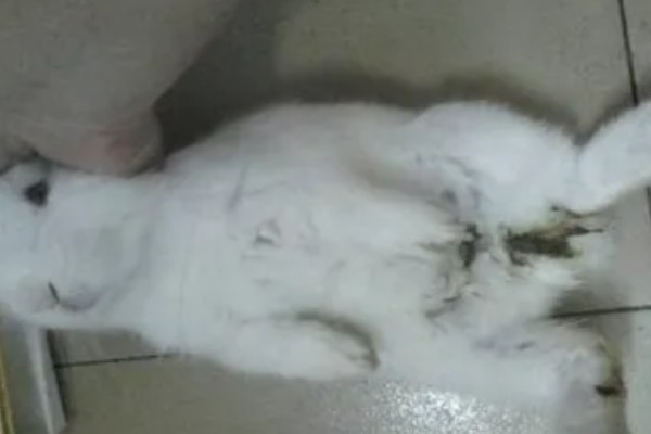 兔子发烧有什么症状，体温达到40℃以上