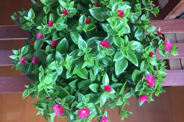 牡丹吊兰能不能吃，花朵和嫩茎叶可以食用