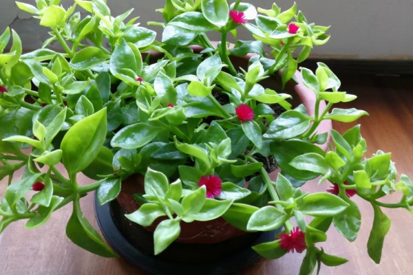 牡丹吊兰能不能吃，花朵和嫩茎叶可以食用