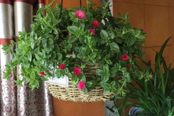 牡丹吊兰能不能吃，花朵和嫩茎叶可以食用