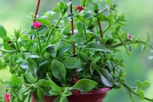 牡丹吊兰能不能吃，花朵和嫩茎叶可以食用