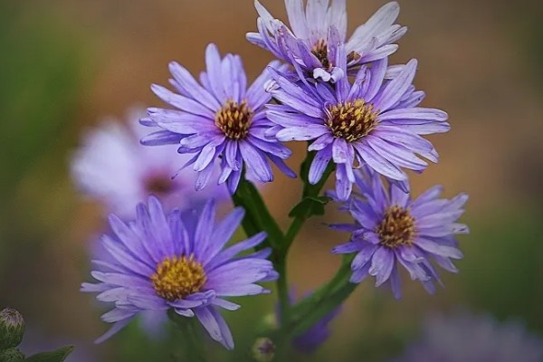 紫菀花的花语，寓意健康、长寿安康等
