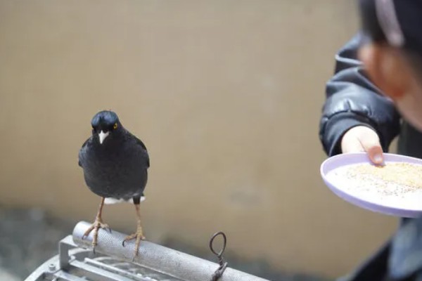 八哥会怕人吗,从幼鸟时期就开始养便不怕人