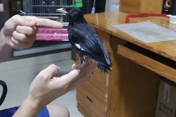 八哥会怕人吗,从幼鸟时期就开始养便不怕人