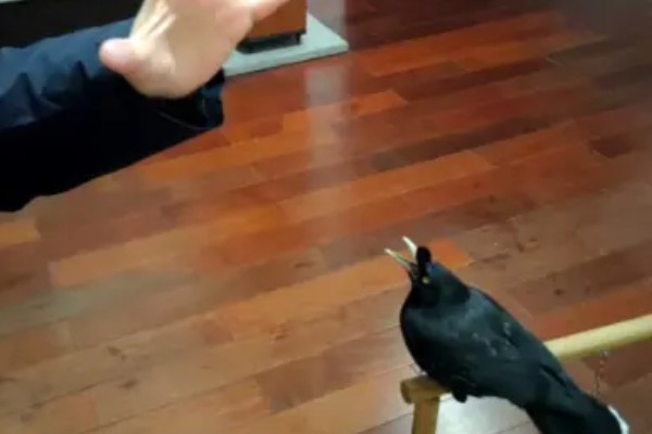 八哥会怕人吗,从幼鸟时期就开始养便不怕人