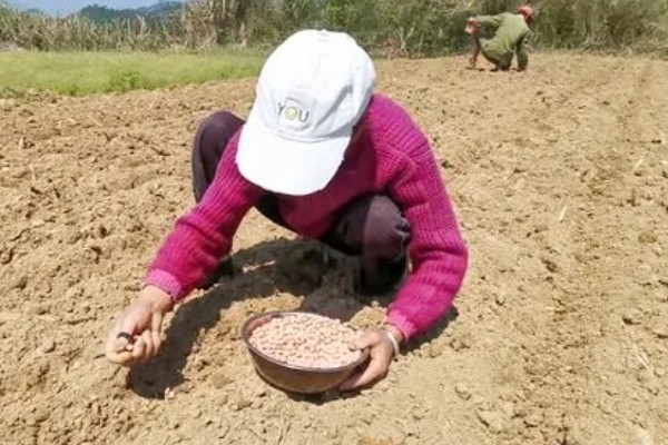 花生喷什么药能高产,可在开花时喷烯效唑可湿性粉剂