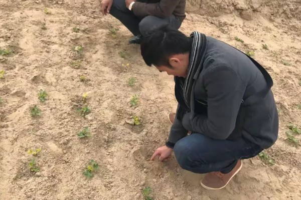 花生喷什么药能高产,可在开花时喷烯效唑可湿性粉剂