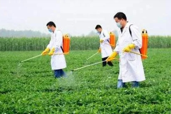 花生喷什么药能高产,可在开花时喷烯效唑可湿性粉剂