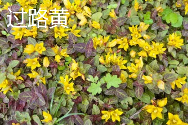 金钱草怕不怕冻，气温低于5℃会被冻伤