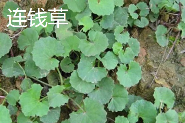 金钱草怕不怕冻，气温低于5℃会被冻伤