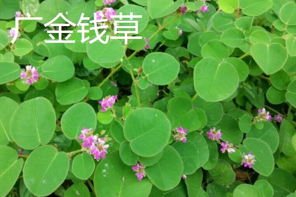 金钱草怕不怕冻，气温低于5℃会被冻伤
