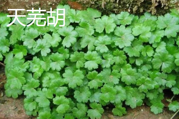 金钱草怕不怕冻，气温低于5℃会被冻伤