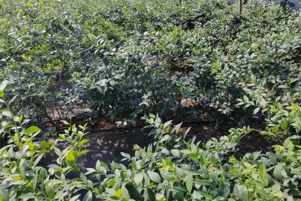 莱克西蓝莓树可以耐寒多少度，可耐寒-25℃