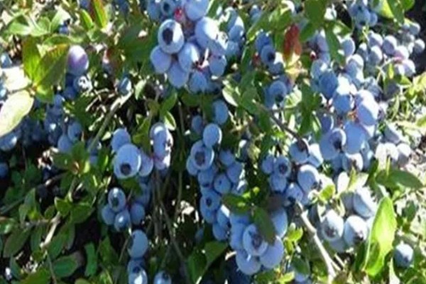 莱克西蓝莓树可以耐寒多少度，可耐寒-25℃