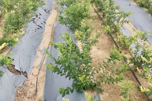莱克西蓝莓树可以耐寒多少度，可耐寒-25℃