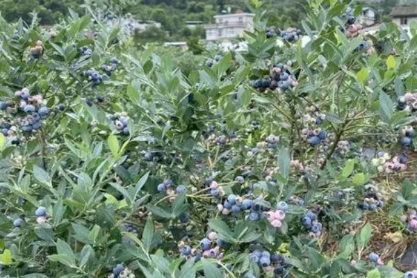 莱克西蓝莓树可以耐寒多少度，可耐寒-25℃