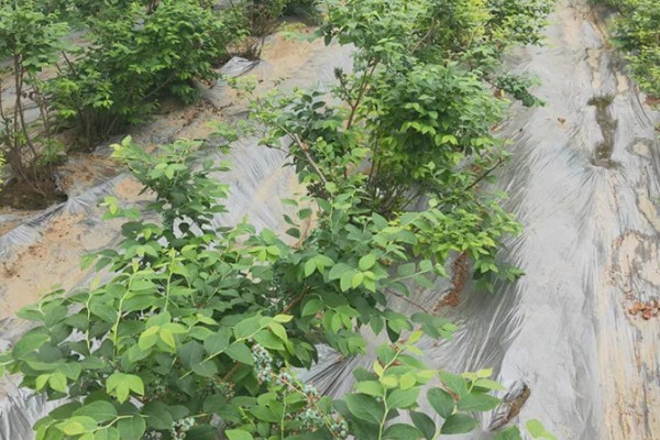 莱克西蓝莓树可以耐寒多少度，可耐寒-25℃