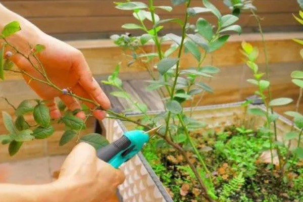 莱克西蓝莓树可以耐寒多少度，可耐寒-25℃