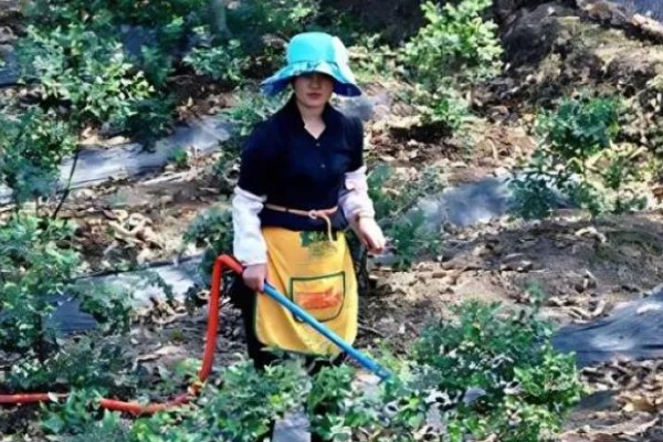 莱克西蓝莓树可以耐寒多少度，可耐寒-25℃