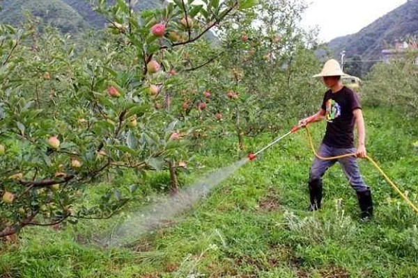 苹果几年才能开花结果,需要两年到三年的时间